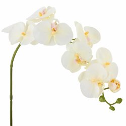 Orchid Stilk Hvid